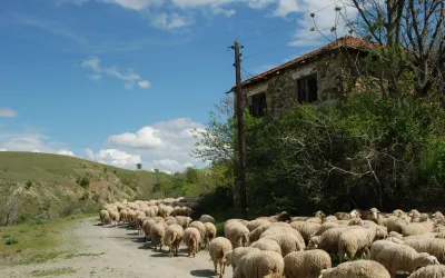 How data science can boost your detection engineering maintenance and keep you from herding sheep